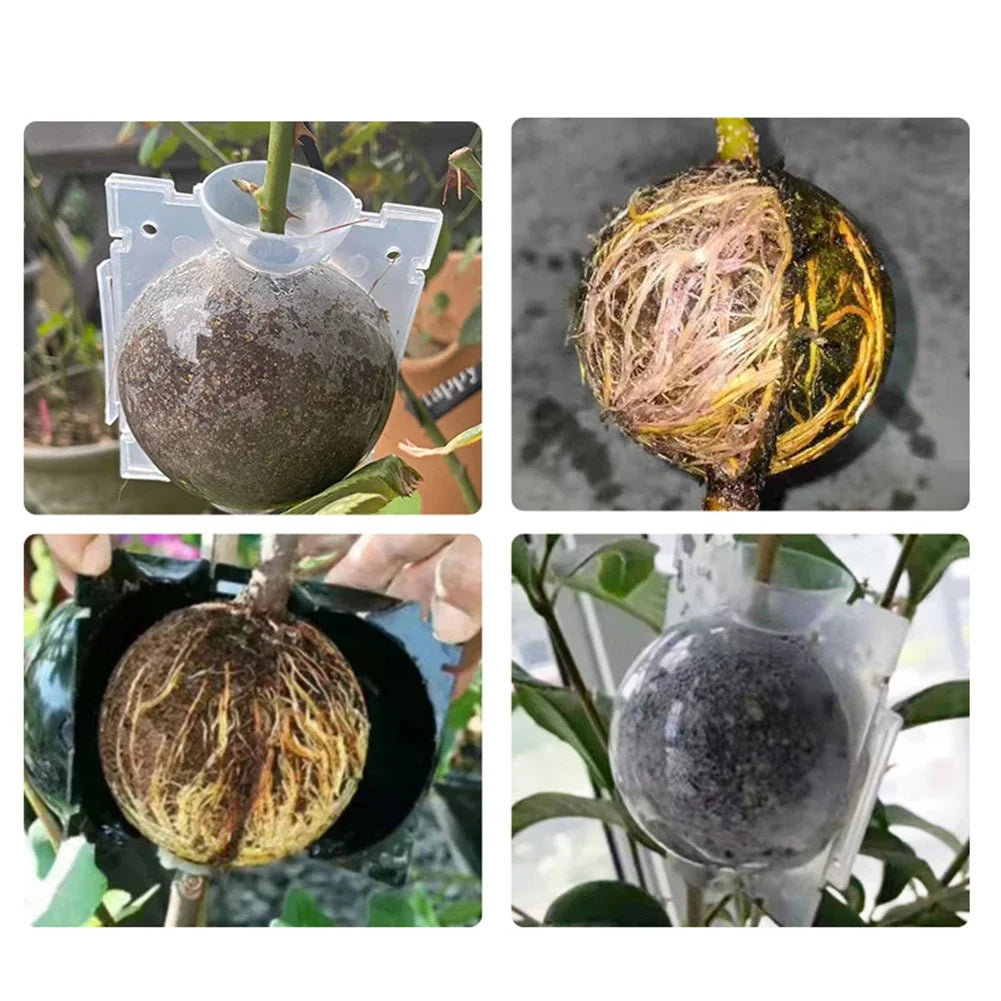 Balle de greffage marcottage- multipliez vos plantes préférées