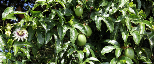 Actualité scientifique : L’effet du bokashi dans la germination et la croissance du fruit de la passion