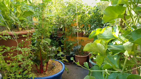 Permaculture sur un balcon : faire de la permaculture sur son balcon en 3 étapes