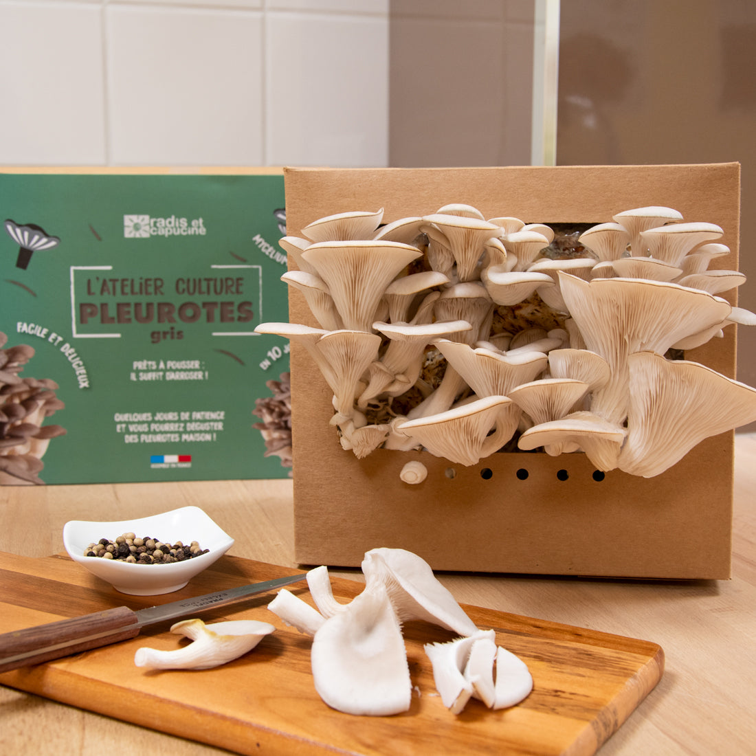 Kit de champignons pleurotes
