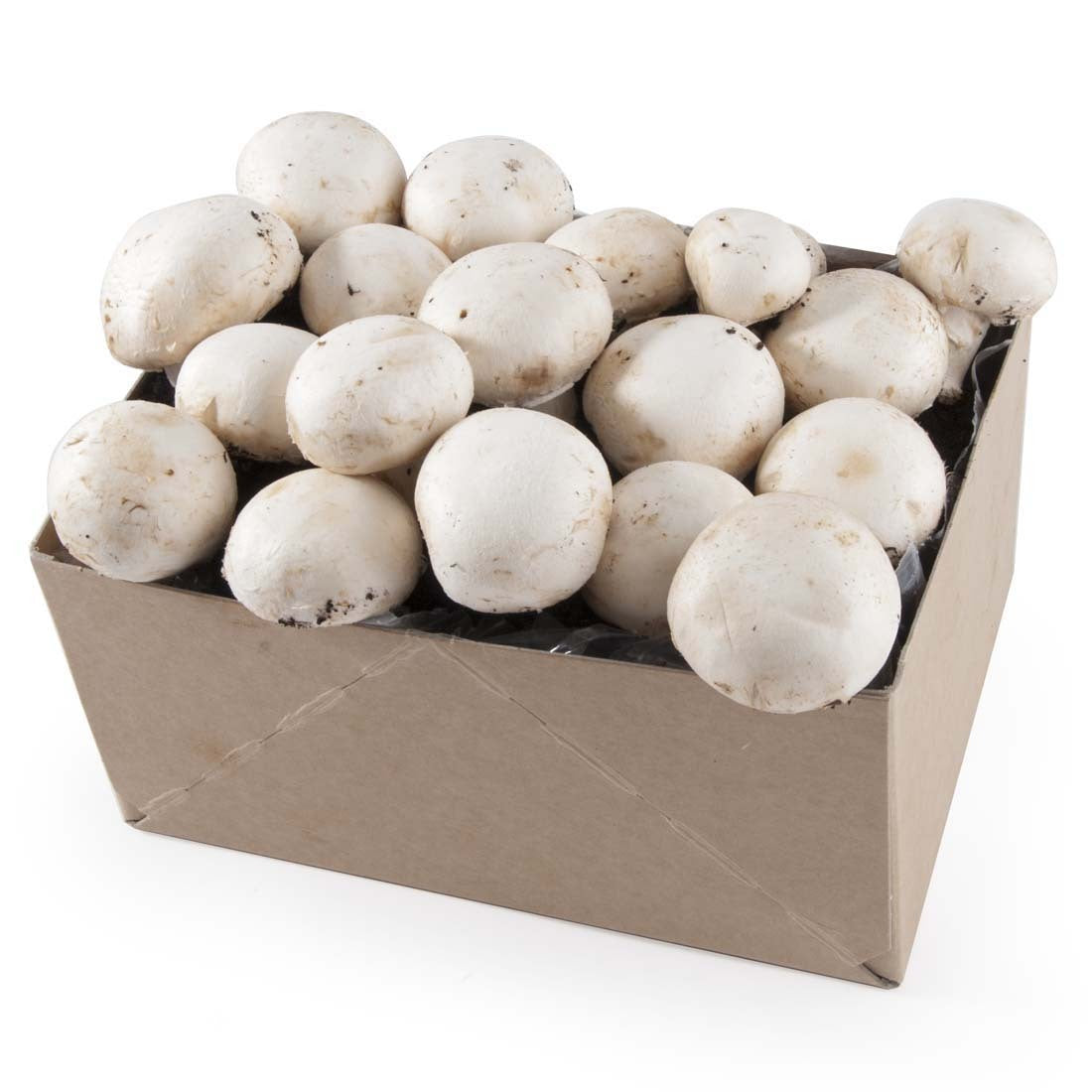 Kit de culture de champignons - Cultivez vos propres champignons bruns  Cremini dans votre cuisine